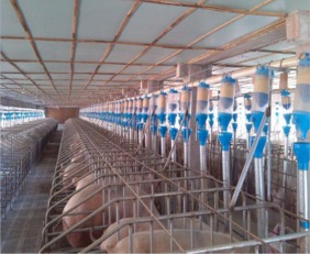 高效便捷的养猪助手 正红猪用干湿喂料器