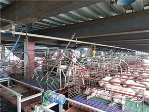 养猪场采暖设备选择纽恩泰空气能，为猪场提供冬季采暖服务