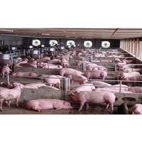 智能养猪 技术驱动下的现代化养殖新趋势