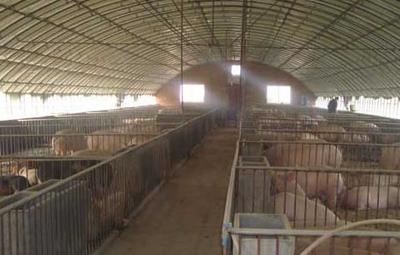 现代化生态养猪大棚建设与养猪设备指南