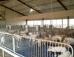 仔猪保育床价格与养猪设备生产厂家信息全解析