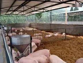 想养猪不敢养？详解100头猪的投入成本与后期收益