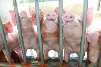 养猪设备中的环保智慧 绿色循环农业的实践探索