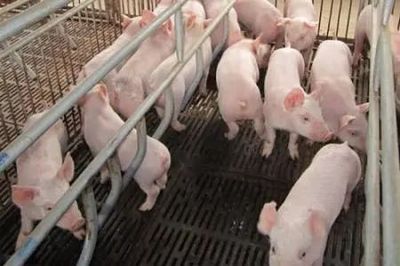 文山州出台措施加快生猪生产发展，助力养殖户实现“快点回家养猪”